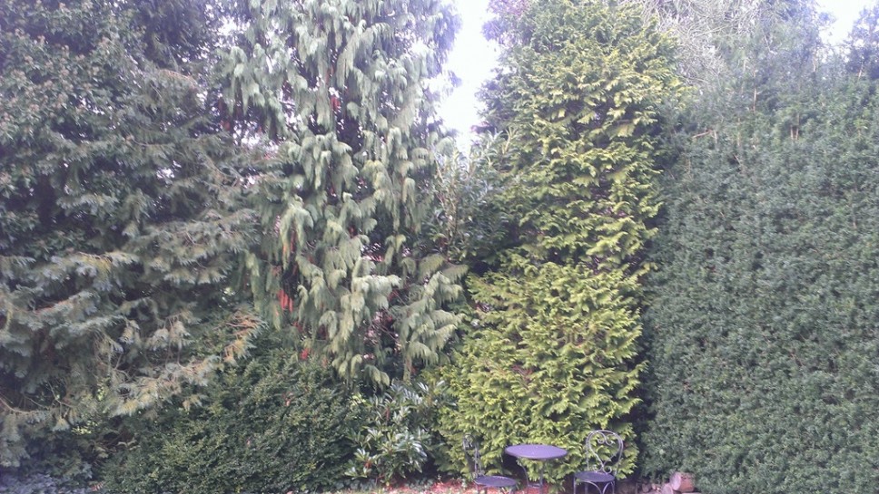 Te grote coniferen tuin te Wassenaar.